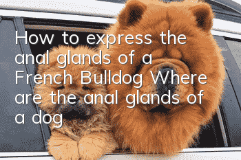 How to express the anal glands of a French Bulldog? Where are the anal glands of a dog?