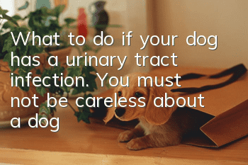 What to do if your dog has a urinary tract infection. You must not be careless about a dog’s urinary tract infection!