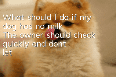 What should I do if my dog has no milk? The owner should check quickly and don’t let the puppies starve to death.