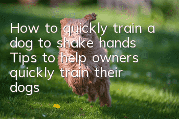How to quickly train a dog to shake hands Tips to help owners quickly train their dogs