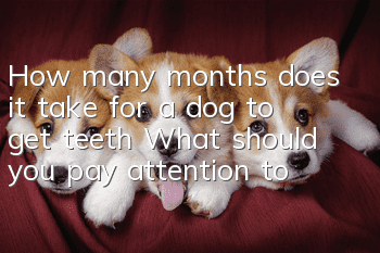 How many months does it take for a dog to get teeth? What should you pay attention to?