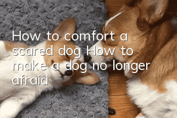 How to comfort a scared dog? How to make a dog no longer afraid?