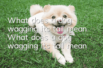 What does a dog wagging its tail mean? What does a dog wagging its tail mean?