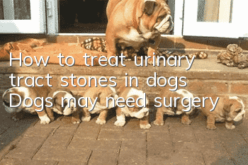 How to treat urinary tract stones in dogs? Dogs may need surgery!