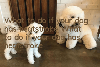 What to do if your dog has heatstroke? What to do if your dog has heatstroke?