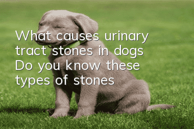 What causes urinary tract stones in dogs? Do you know these types of stones?
