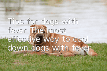 Tips for dogs with fever The most effective way to cool down dogs with fever