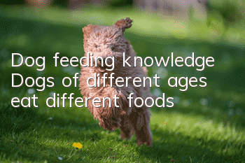 Dog feeding knowledge Dogs of different ages eat different foods!