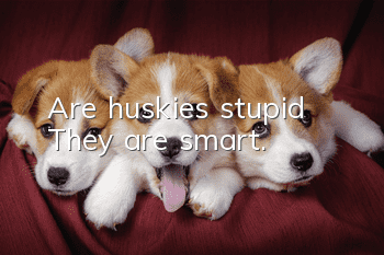 Are huskies stupid? They are smart.