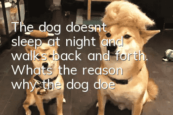 The dog doesn't sleep at night and walks back and forth. What's the reason why the dog doesn't sleep at night?