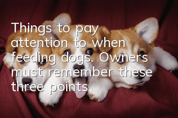 Things to pay attention to when feeding dogs. Owners must remember these three points
