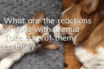 What are the reactions of dogs with uremia? Take care of them carefully!