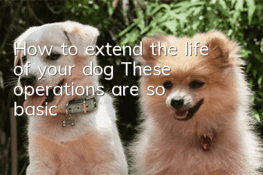 How to extend the life of your dog? These operations are so basic!