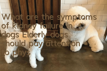 What are the symptoms of kidney failure in dogs? Elderly dogs should pay attention to physical examination