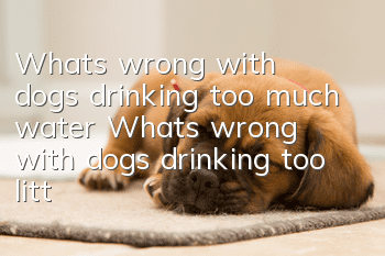 What’s wrong with dogs drinking too much water? What’s wrong with dogs drinking too little water?