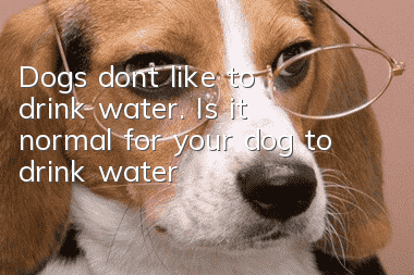 Dogs don’t like to drink water. Is it normal for your dog to drink water?