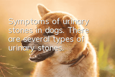 Symptoms of urinary stones in dogs. There are several types of urinary stones.
