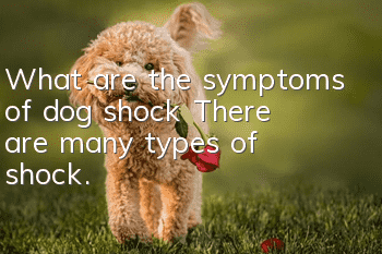 What are the symptoms of dog shock? There are many types of shock.