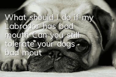 What should I do if my Labrador has bad mouth? Can you still tolerate your dog’s bad mouth?