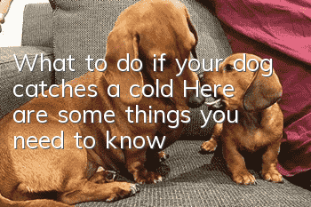 What to do if your dog catches a cold? Here are some things you need to know