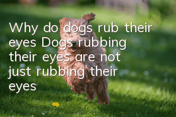 Why do dogs rub their eyes? Dogs rubbing their eyes are not just rubbing their eyes!