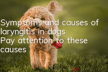 Symptoms and causes of laryngitis in dogs: Pay attention to these causes