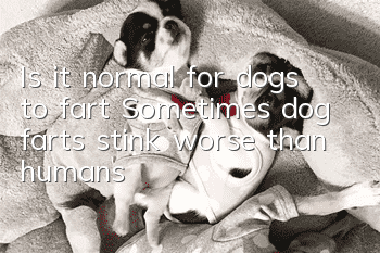 Is it normal for dogs to fart? Sometimes dog farts stink worse than humans!