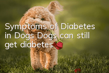 Symptoms of Diabetes in Dogs Dogs can still get diabetes!
