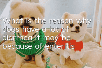 What is the reason why dogs have a lot of diarrhea? It may be because of enteritis!