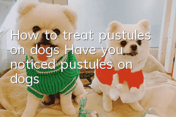 How to treat pustules on dogs? Have you noticed pustules on dogs?