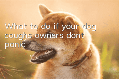 What to do if your dog coughs, owners don’t panic