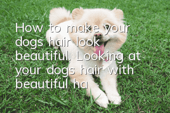 How to make your dog’s hair look beautiful. Looking at your dog’s hair with beautiful hair makes you feel good!