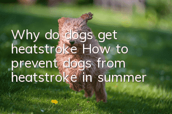 Why do dogs get heatstroke? How to prevent dogs from heatstroke in summer