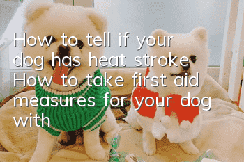 How to tell if your dog has heat stroke? How to take first aid measures for your dog with heat stroke?