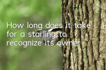 How long does it take for a starling to recognize its owner?