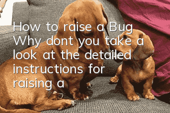 How to raise a Bug? Why don’t you take a look at the detailed instructions for raising a Bug?