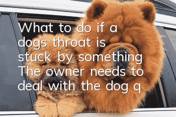 What to do if a dog's throat is stuck by something? The owner needs to deal with the dog quickly