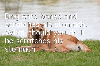 Dog eats bones and scratches his stomach. What should you do if he scratches his stomach?