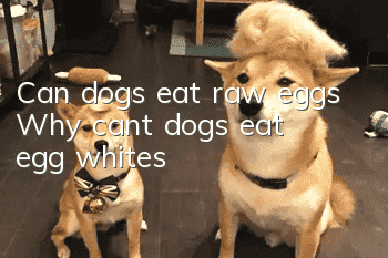 Can dogs eat raw eggs? Why can’t dogs eat egg whites?