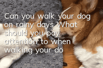 Can you walk your dog on rainy days? What should you pay attention to when walking your dog on rainy days in summer?
