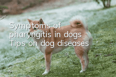 Symptoms of pharyngitis in dogs Tips on dog diseases