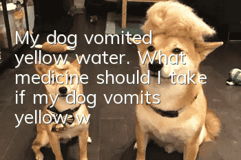 My dog vomited yellow water. What medicine should I take if my dog vomits yellow water?
