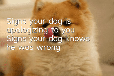 Signs your dog is apologizing to you Signs your dog knows he was wrong