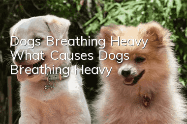 Dogs Breathing Heavy What Causes Dogs Breathing Heavy