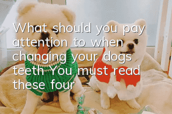 What should you pay attention to when changing your dog’s teeth? You must read these four things