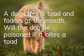 A dog bites a toad and foams at the mouth. Will the dog be poisoned if it bites a toad?