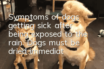 Symptoms of dogs getting sick after being exposed to the rain. Dogs must be dried immediately after being exposed to the rain.