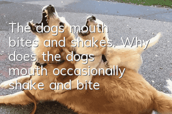 The dog's mouth bites and shakes. Why does the dog's mouth occasionally shake and bite?