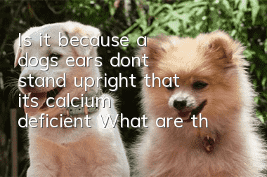Is it because a dog’s ears don’t stand upright that it’s calcium deficient? What are the misunderstandings about calcium supplementation for dogs with ears that don’t stand upright?