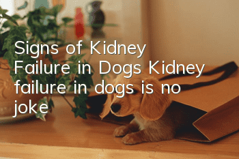 Signs of Kidney Failure in Dogs Kidney failure in dogs is no joke!